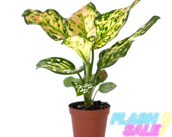 big indoor pots for plants Knox Cylinder Planter with Wood Base