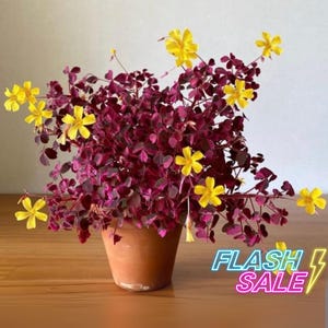May include: A potted plant with deep purple leaves and bright yellow flowers. The plant is in a terracotta pot and sits on a wooden surface. The image includes the text "FLASH SALE" in a neon style.