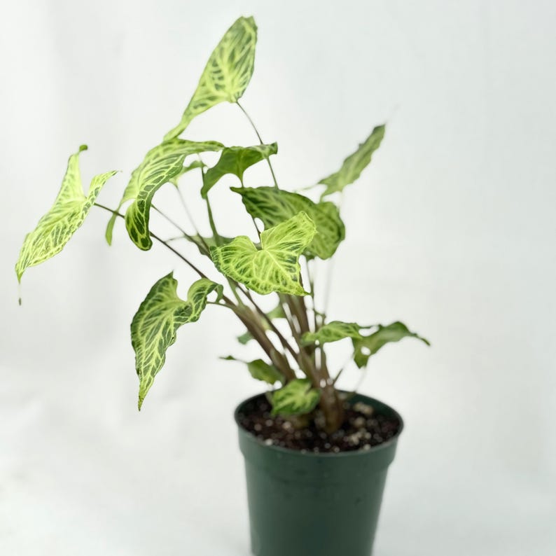 Syngonium Batik Live Plant - Thumbnail 5