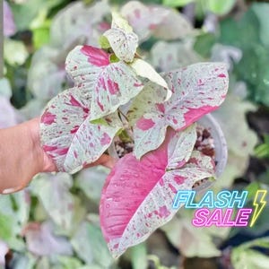May include: A Syngonium plant featuring arrow-shaped leaves with a variegated pattern of creamy white, light green, and vibrant pink splashes. The plant is potted in a clear plastic container with visible soil and the text FLASH SALE.