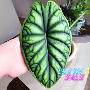 Dragon Breath Aurea Alocasia - Etsy