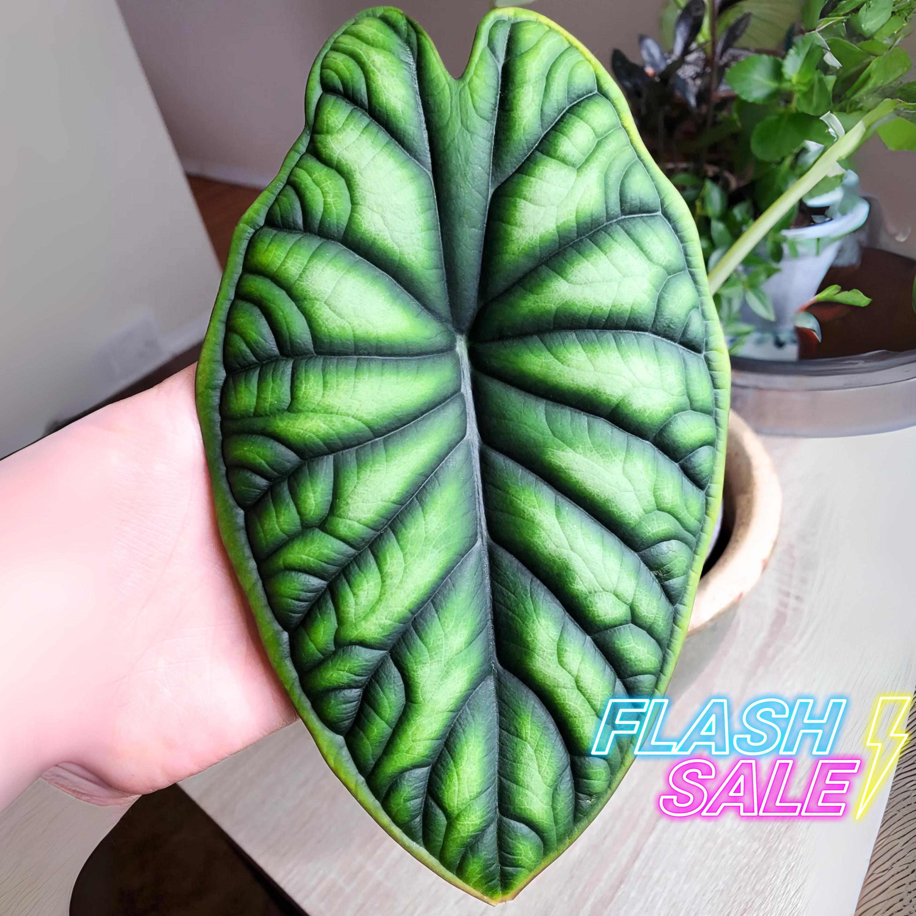 Alocasia Dragon Breath aurea｜アロカシア ドラゴン Alocasia Dragon Breath Aurea Variegated - Etsy
