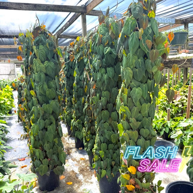 PlantCityUS Philodendron Micans