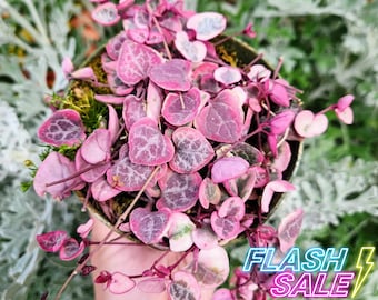 Variegated String of Hearts Live Plant | Ceropegia Woodii Variegata Starter Plant | Rare Succulents and Cacti House Plant Gift for Terrarium
