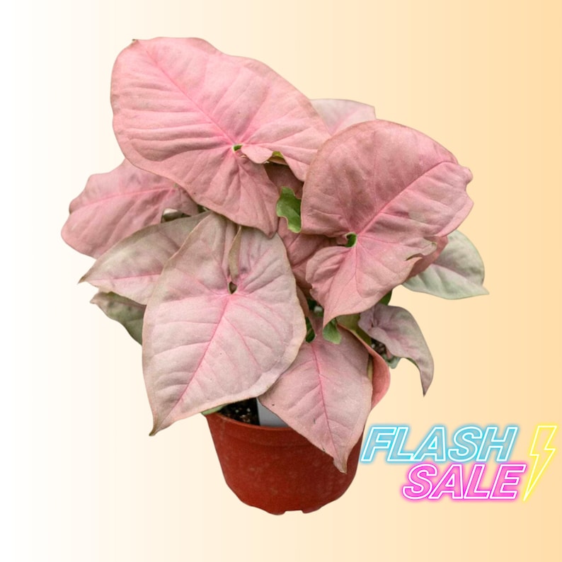 PlantCityUS Syngonium Neon Robusta Plant - Thumbnail 5