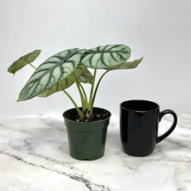 PlantCityUS Alocasia Dragon - Thumbnail 3
