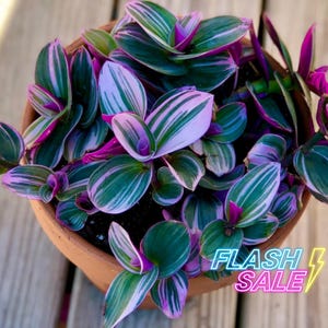 Tradescantia Nanouk Plant Live | Wandering Jew Plants | Bubblegum Tradescantia Starter House Plants | Easy Houseplants for Beginner Gifts