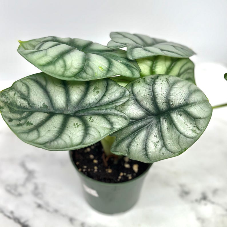 PlantCityUS Alocasia Dragon