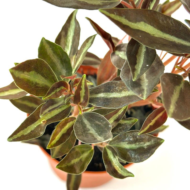 PlantCityUS Peperomia Metallica Plant - Thumbnail 2