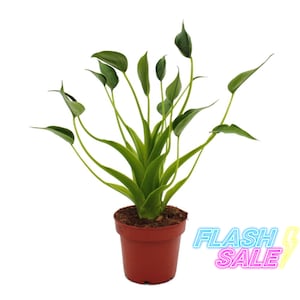May include: A potted houseplant with vibrant green leaves and stems. The plant is in a small, terracotta-colored pot filled with soil. The image includes the text "FLASH SALE" in a neon-style font.
