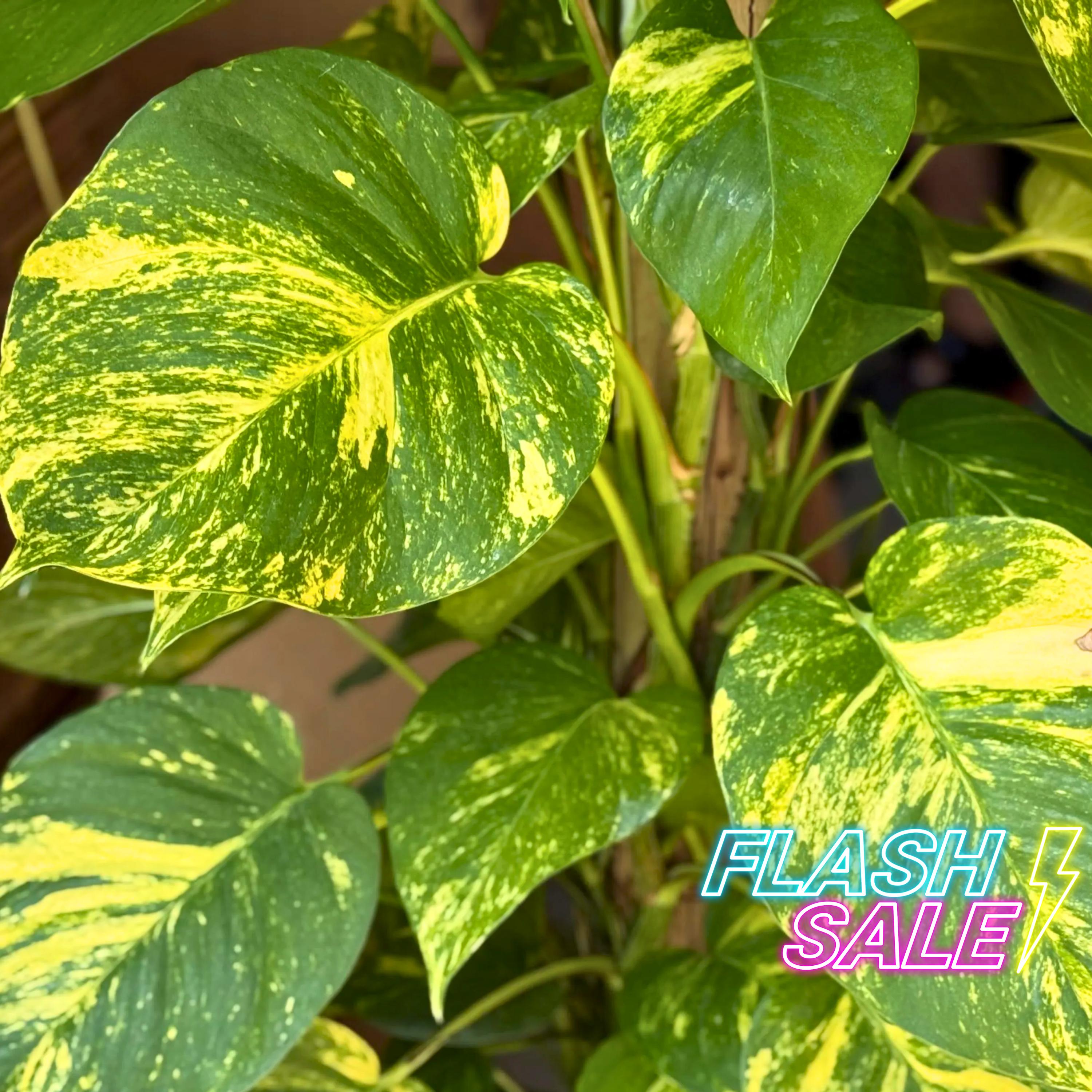 Pothos Golden Hawaiian House Plant | Large Leaf Gold Pothos Plant | Live  Plants on Totem Pole | Houseplants for Indoor Outdoor Garden Gifts - Etsy