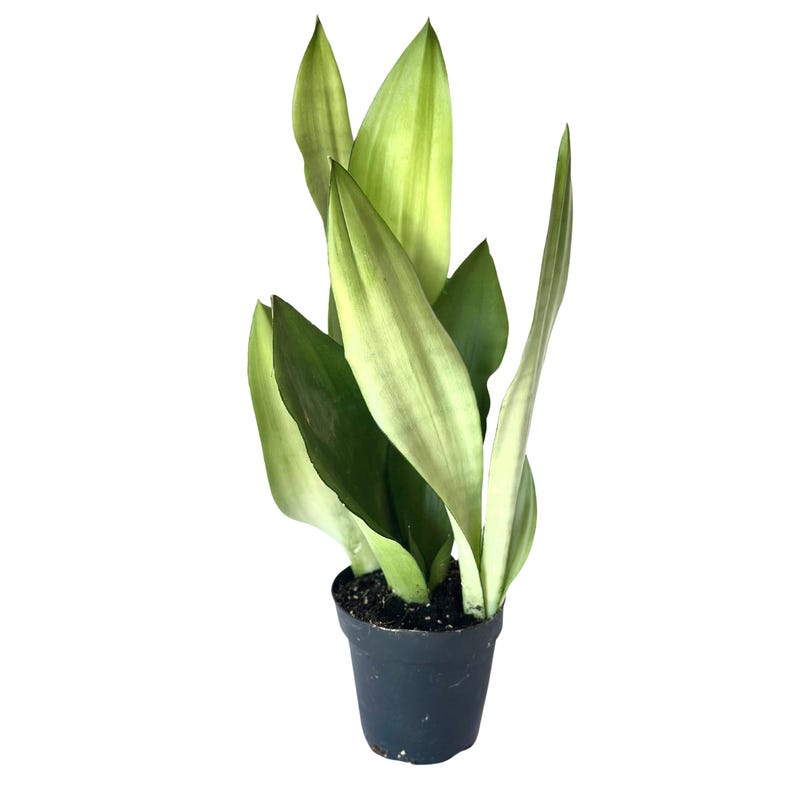 May include: A potted snake plant with variegated leaves in shades of green and yellow. The plant is in a black plastic pot.