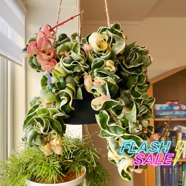 Hoya Compacta Variegated Live Plant | Hoya Cuttings Hindu Rope | Rooted House Plants | Pet Safe Houseplants for Beginners | Hoya Starters