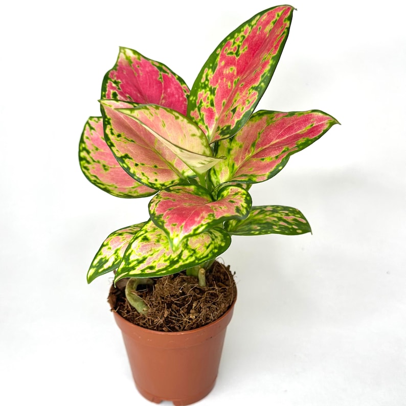Aglaonema Pink Beauty Plant - Thumbnail 3