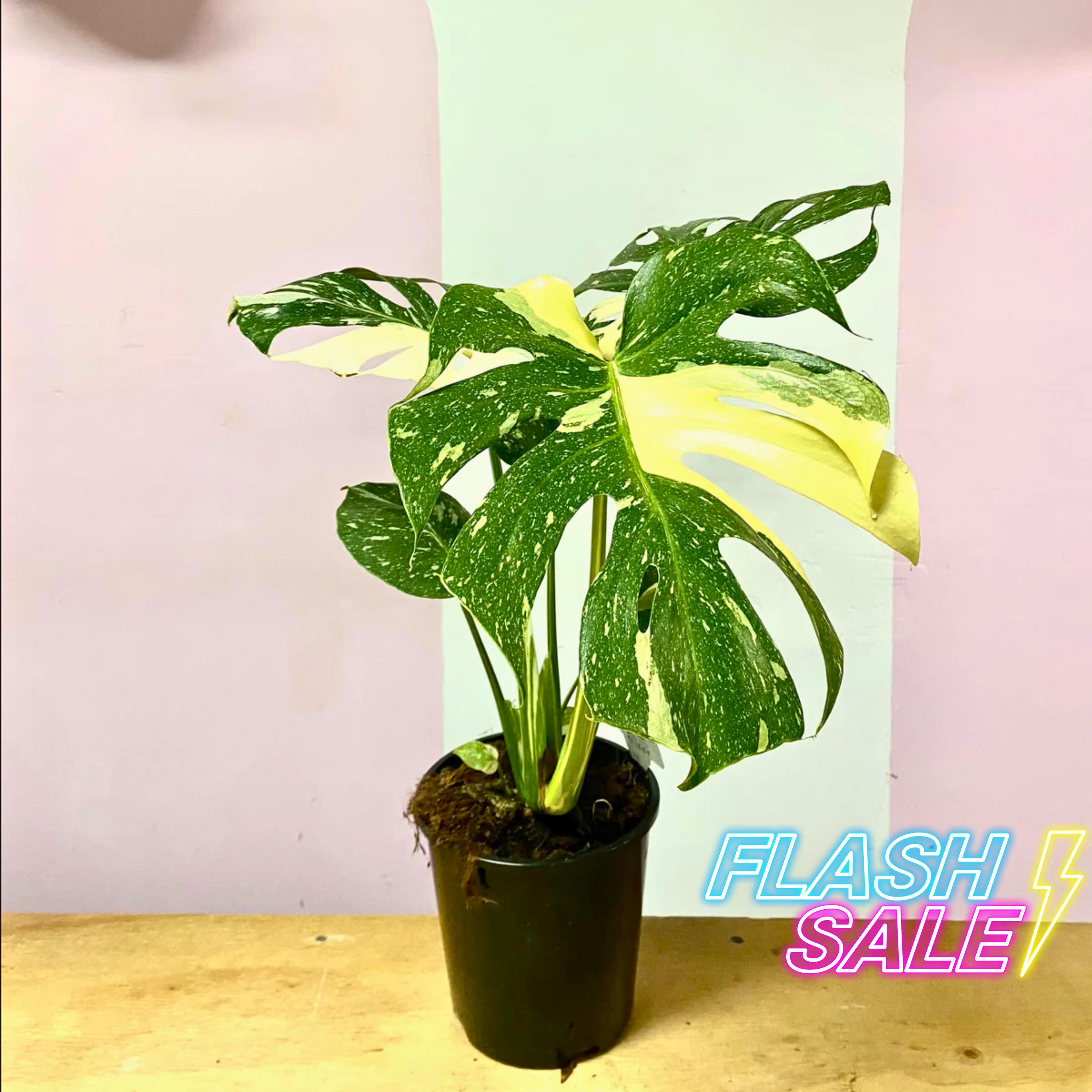 Monstera Burle Marx Flame Seed - Etsy