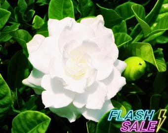 Gardenia House Plant | Bushy Gardenia Live Plants | Indoor Plant Home Decor | Outdoor Garden Gifts | Starter Cutting | Fragrant Easy Care