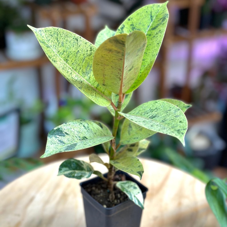 PlantCityUS Ficus Shivereana - Thumbnail 2