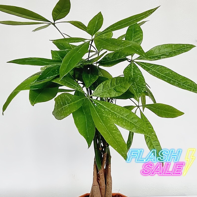 PlantCityUS Money Tree Plant - Thumbnail 3