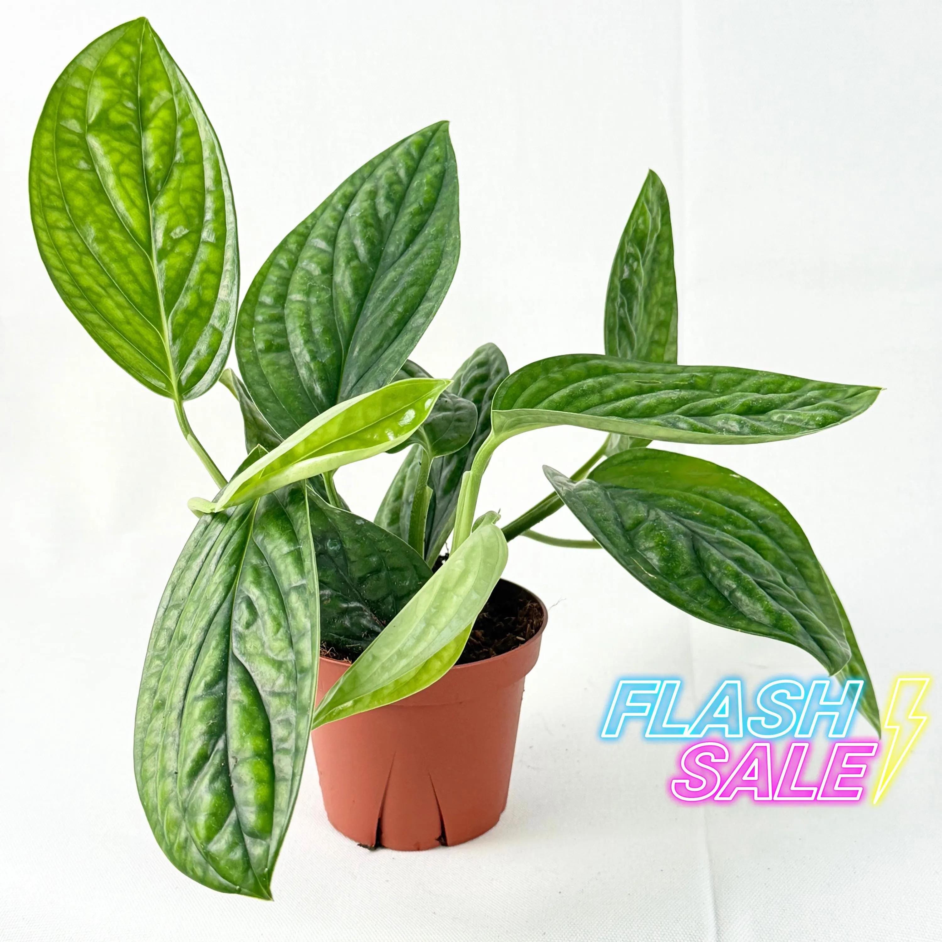 Monstera Peru House Plant | Karstenianum Monstera Live Plants | Rare Split  Leaf House Plants | Houseplants for Indoor Outdoor Garden Gifts - Etsy