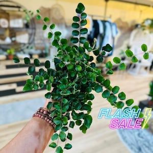 May include: A lush green fern plant with small, rounded, dark green leaflets arranged along thin, wiry stems. The plant features a dense, spreading growth habit with multiple stems extending outward. The text FLASH SALE is visible.