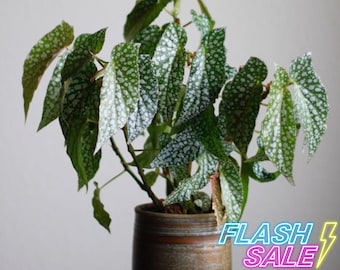 Begonia White Ice Live Plant Hanging | Angel Wing Begonia Indoor House Plants | Rooted Indoor Starter Houseplants | Rare Polka Dot Gifts