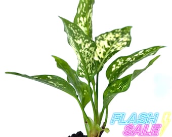 Aglaonema Brevispathum Live Plant | Aglaonema Easy Care Starter Plants | Beautiful Indoor Plants | House Plants Gifts | Rare Houseplants