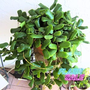 Hoya Rotundiflora: Planta viva / Esquejes de Hoya / Plantas de interior para principiantes / Plantas raras de Hoya para principiantes / Regalos suculentos para exterior