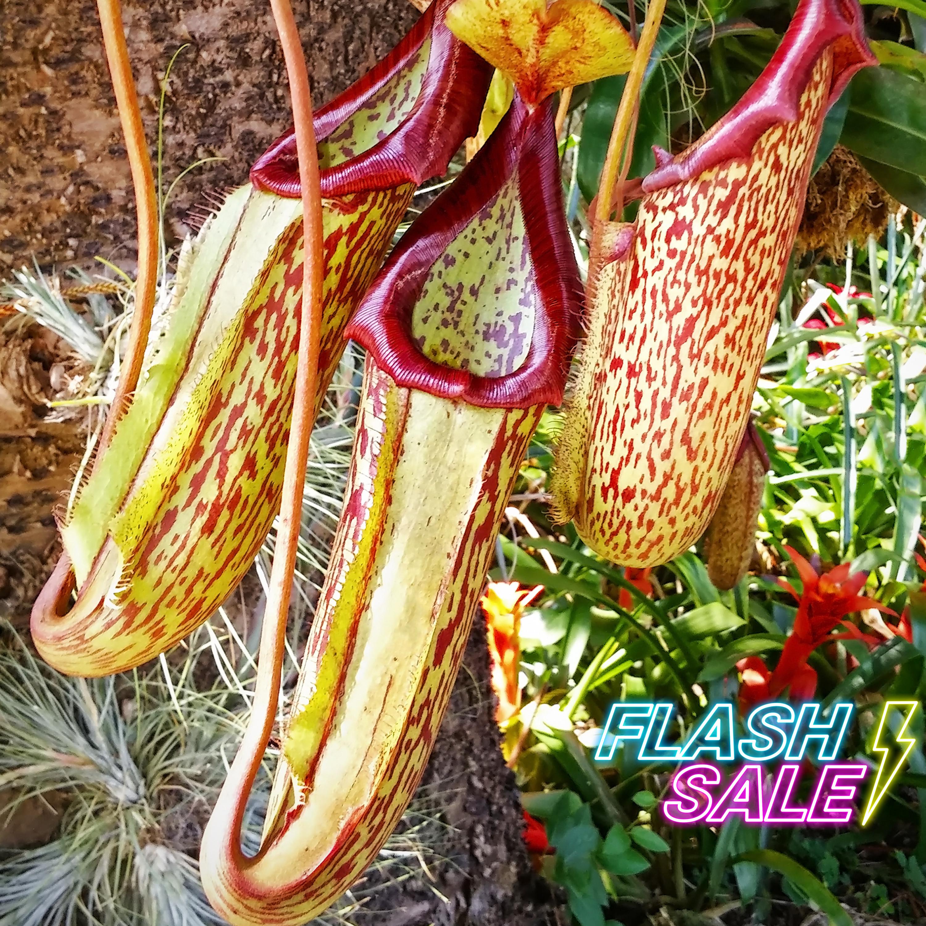 Nepenthes Gaya Pitcher Plant | Nepenthes Gaya Starter Pitcher House Plant | Indoor Pitcher Plant Gift | Rare Bug Eating Carnivorous Plants