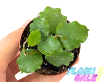 Hoya Endauensis Plant Live | Hoya Cuttings Hoya Endauensis | Rooted House Plants | Pet Safe Houseplants for Beginners | Hoya Starters