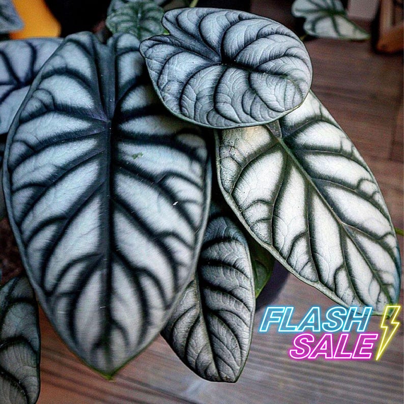 PlantCityUS Alocasia Dragon - Thumbnail 2
