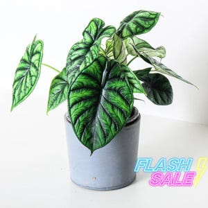 Alocasia Dragon Breath Aurea Variegated - Etsy