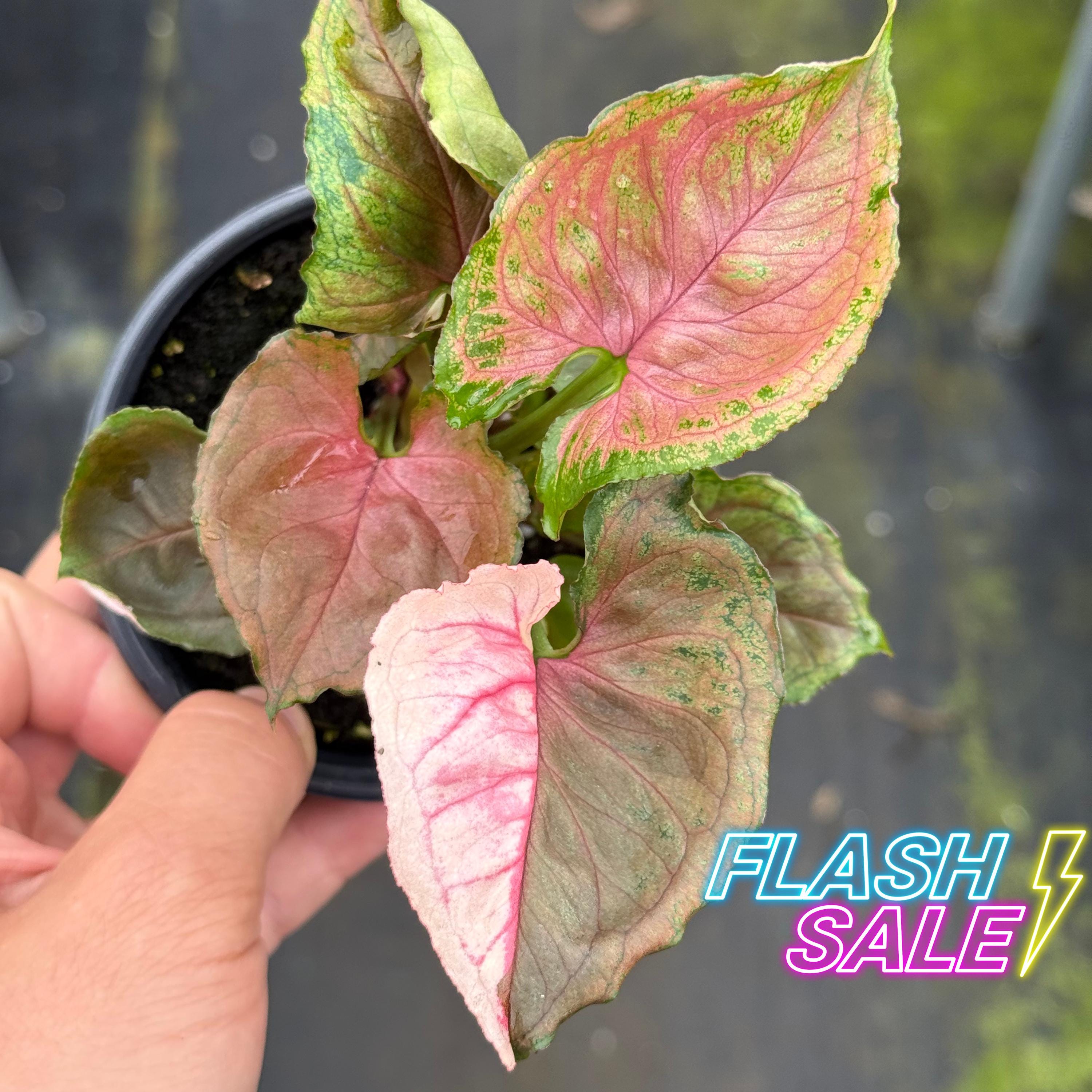 Ice Princess Philodendron - Etsy