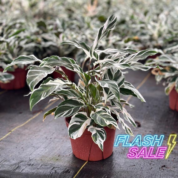 dracaena janet lind Janet Lind Staggered Dracaena - 10