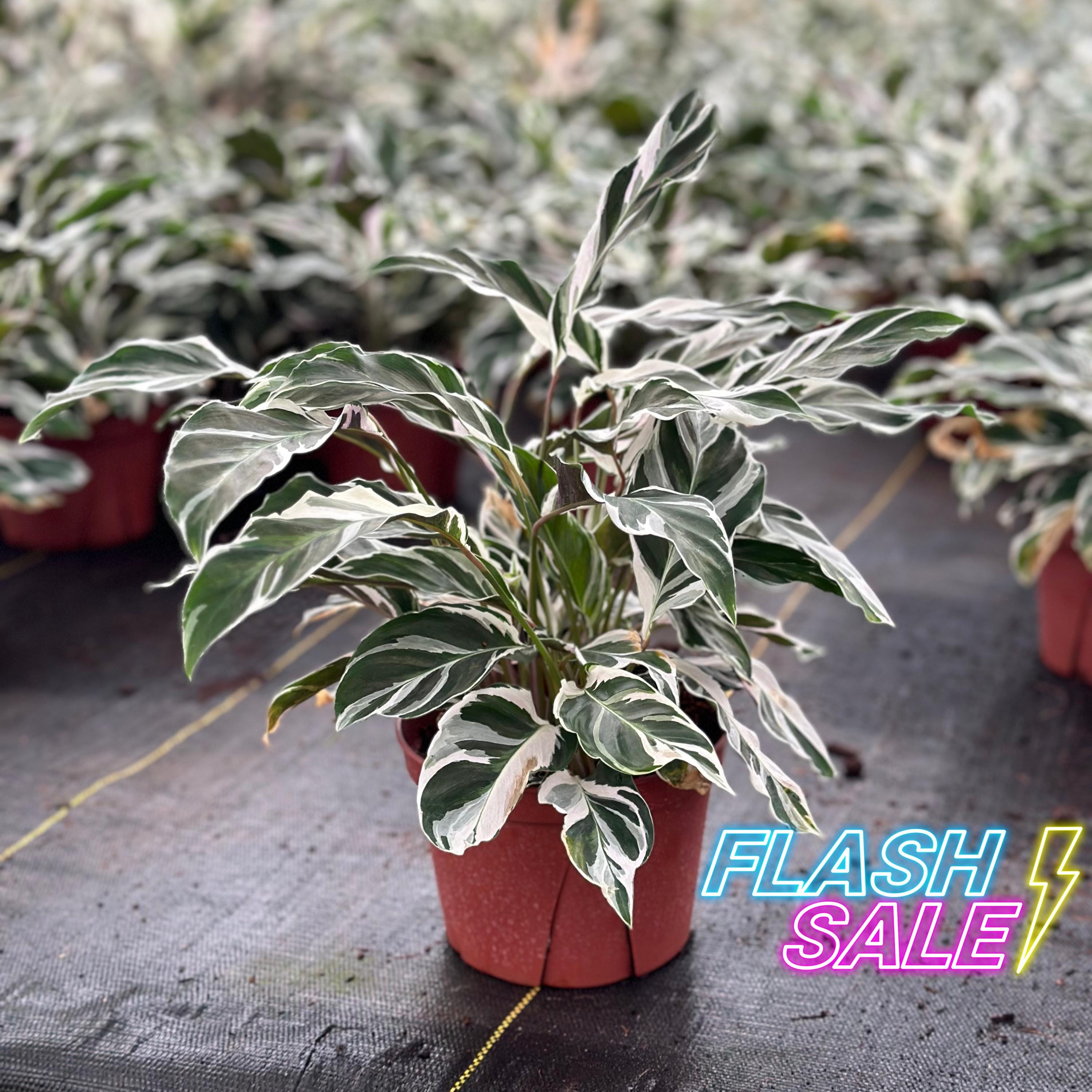 Plant House Variegated Orbifolia - Etsy