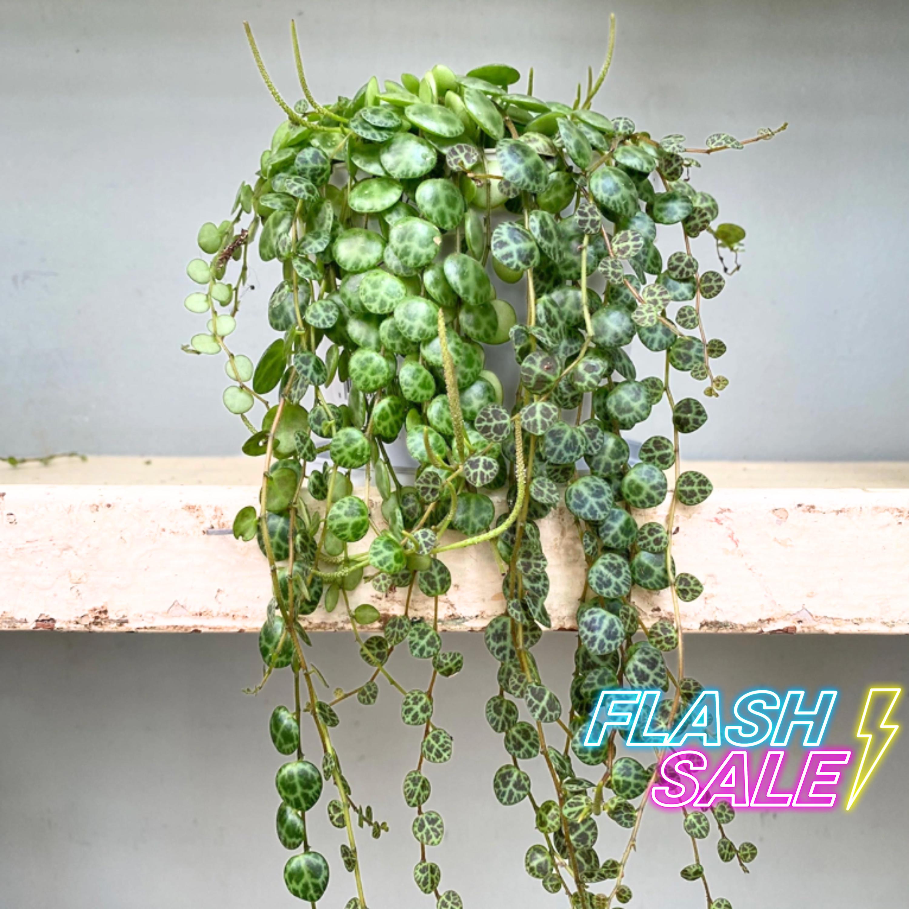 String of Turtles Live Plant | Peperomia Prostrata Succulent Starter Plants | Rare Cacti Indoor Houseplant | House Plant Lover Gifts