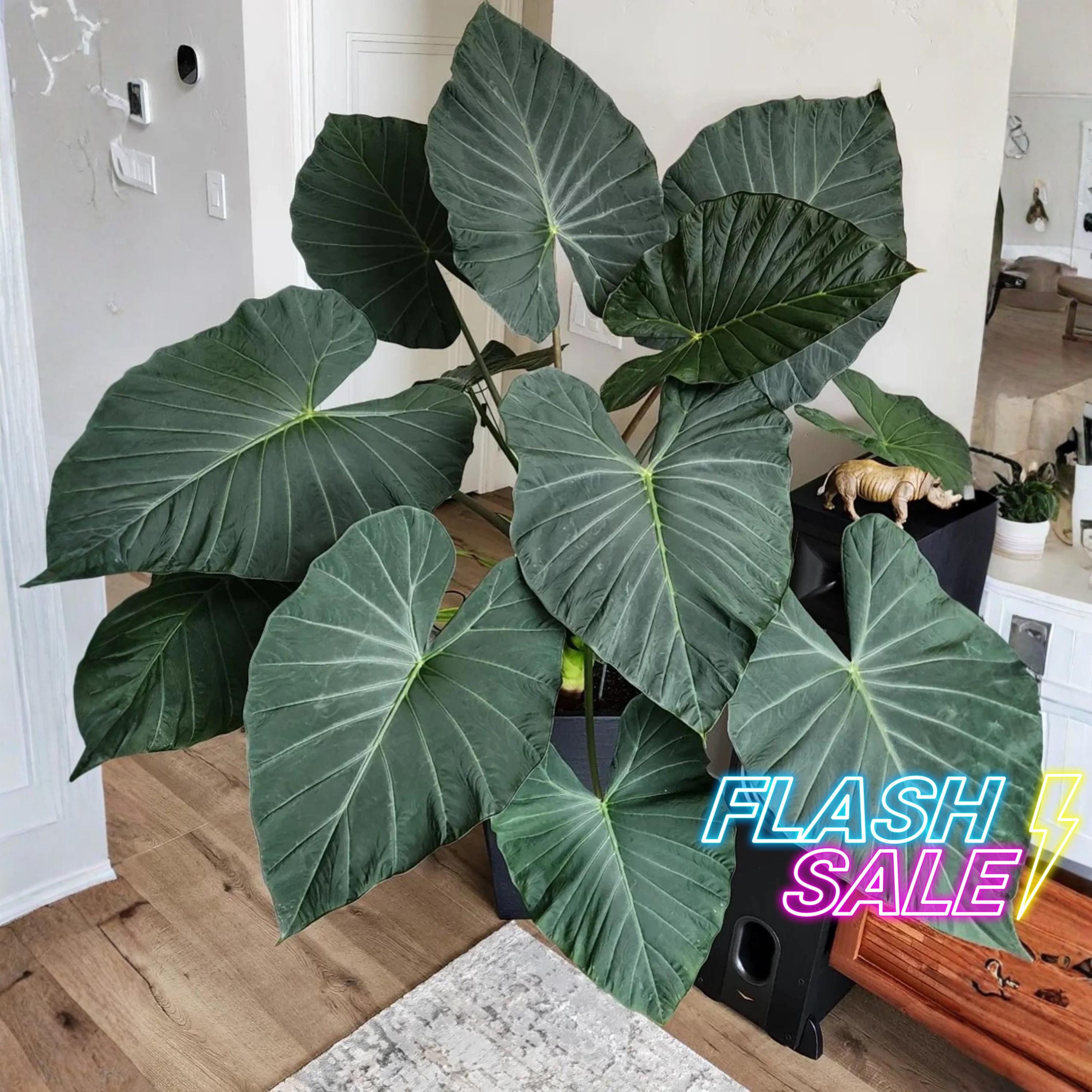 Alocasia Regal Shield Corms - Etsy