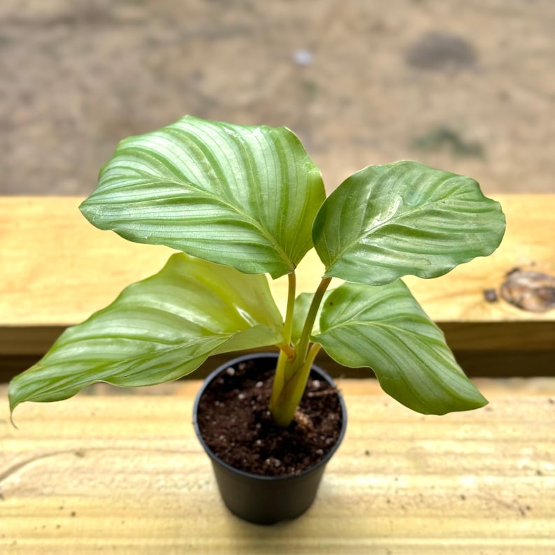 PlantCityUS Calathea Orbifolia