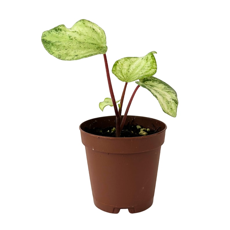 Peperomia Gold Dust Plant Live Gold Dust Peperomia Watermelonvariegated