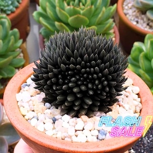 Black Succulents - Etsy