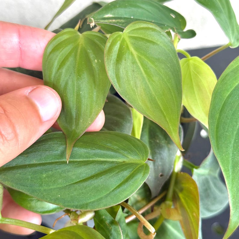 PlantCityUS Philodendron Micans - Thumbnail 4