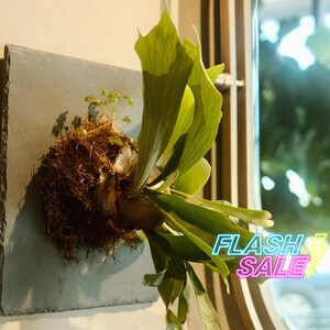 May include: A staghorn fern mounted on a square gray slate tile. The plant features vibrant green, antler-shaped fronds emerging from a dense, fibrous brown root ball. The text FLASH SALE with a lightning bolt icon is visible in the lower right corner.