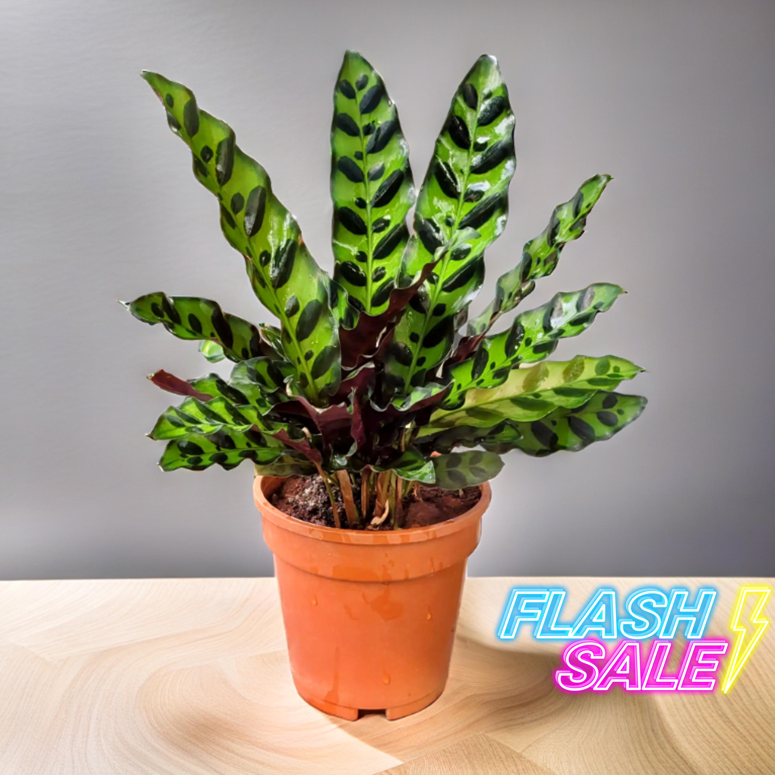 Calathea Plant Rattlesnake Live | Calathea Rattlesnake House Plant | Rooted Houseplants | Indoor Tropical Plants | Lancifolia Calatheas Gift