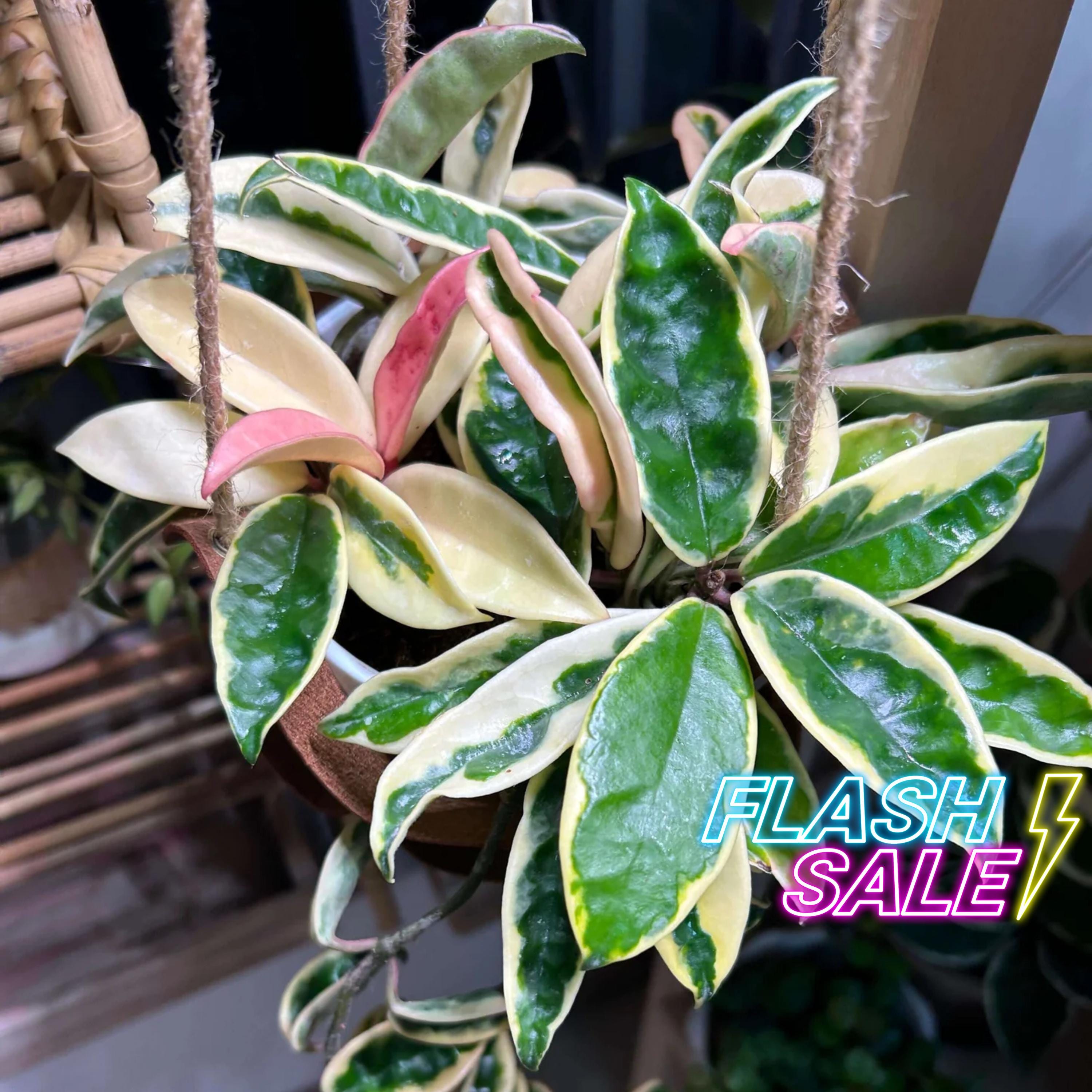 Hoya Carnosa Krinkle 8 Variegated - Etsy
