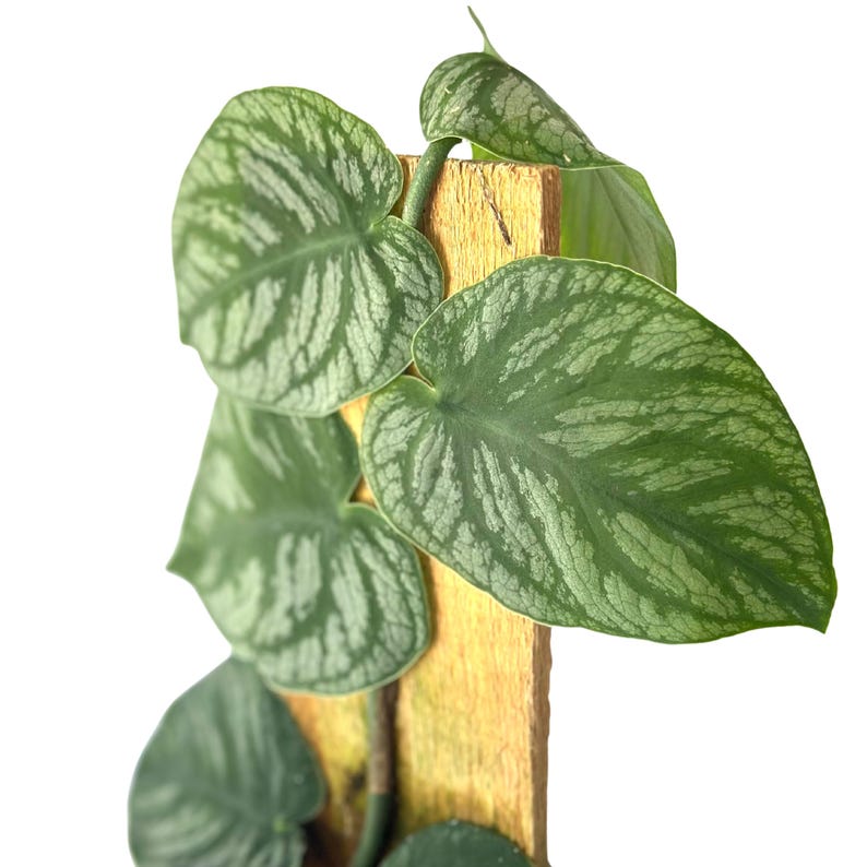PlantCityUS Monstera Dubia Plant - Thumbnail 2