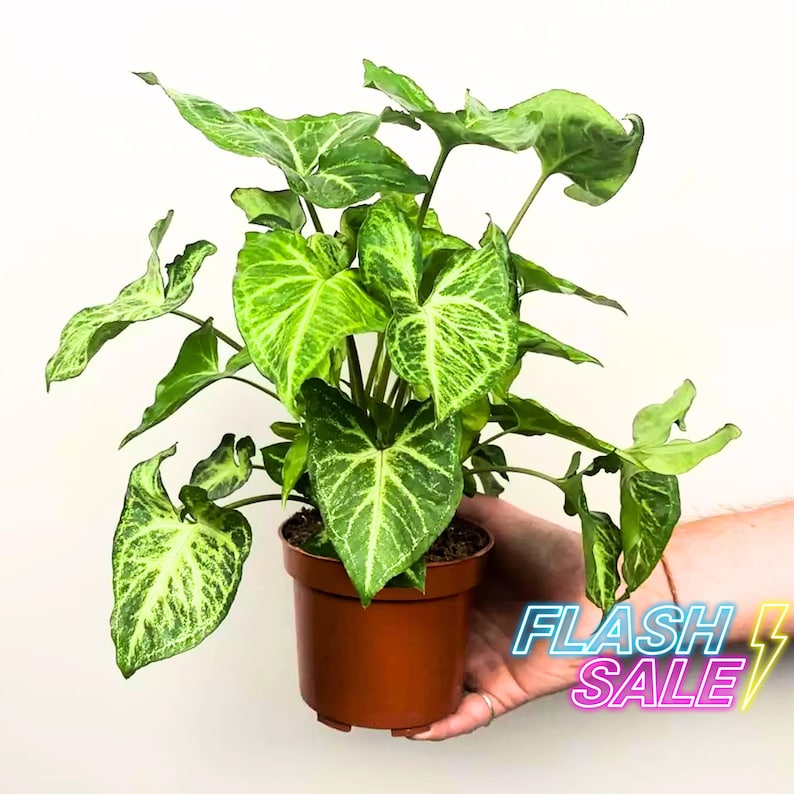 Syngonium Batik Live Plant - Thumbnail 2