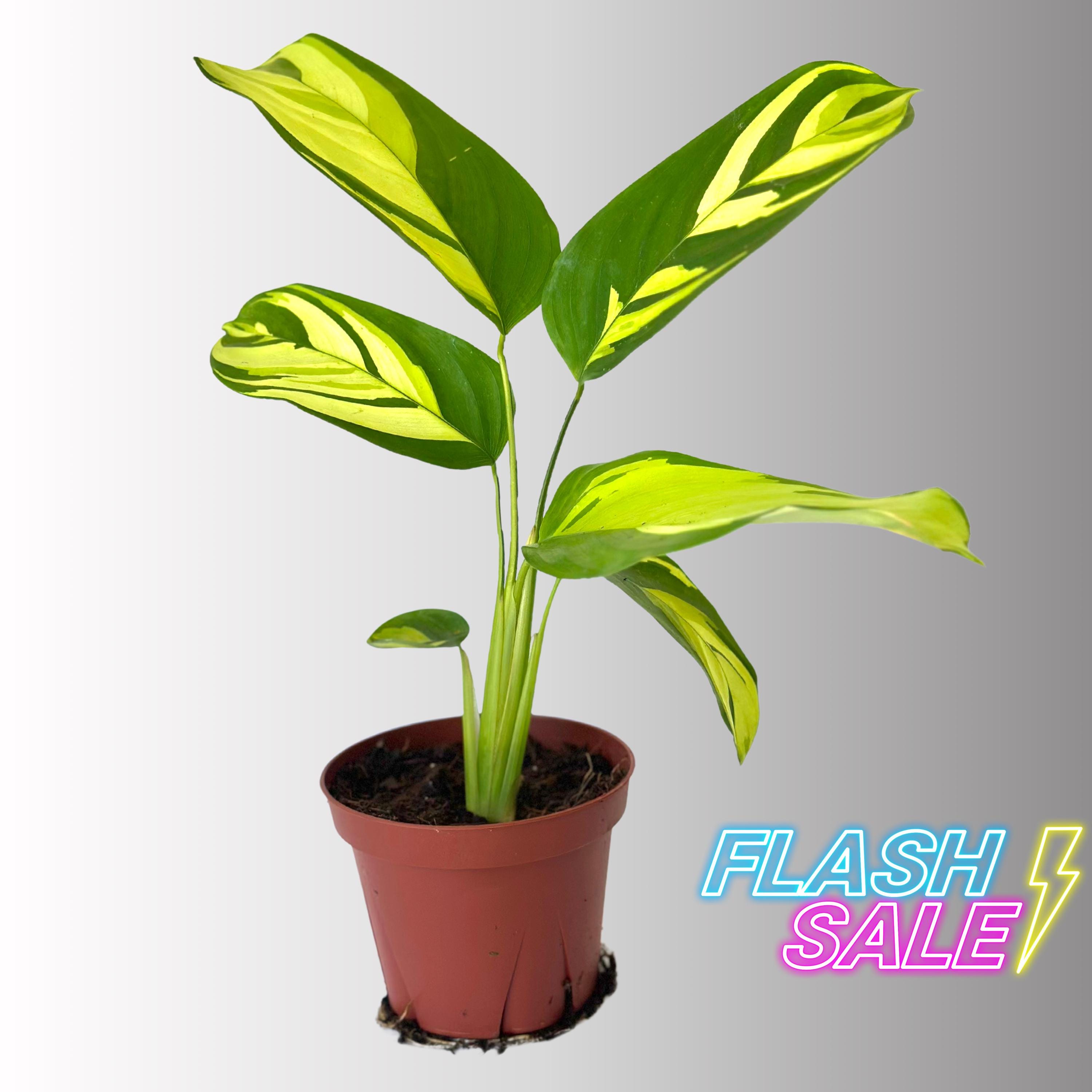 Calathea Pilosa Live Plant | Calathea Pilosa House Plants | Rooted  Houseplants | Indoor Tropical Plants | Rare Calatheas Gifts | Pet Safe -  Etsy