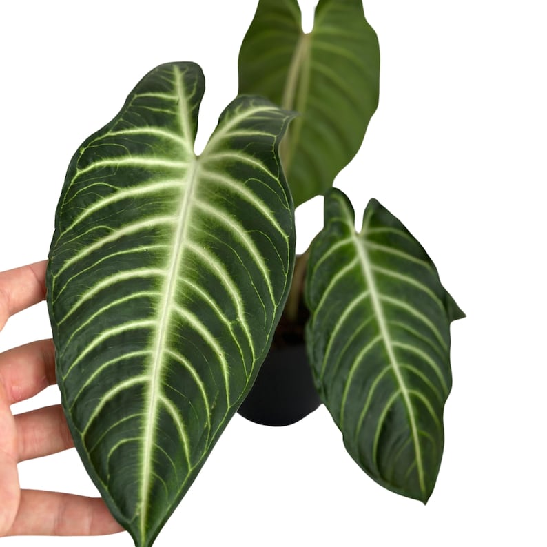 PlantCityUS Xanthosoma Lendenii Plant - Thumbnail 4