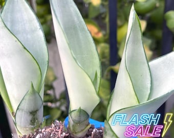 Sansevieria Moonshine Live Plant | Snake Plant Mother In Laws Tongue Fully Rooted | Easy Care Low Maintenance Plants Gift | Houseplants