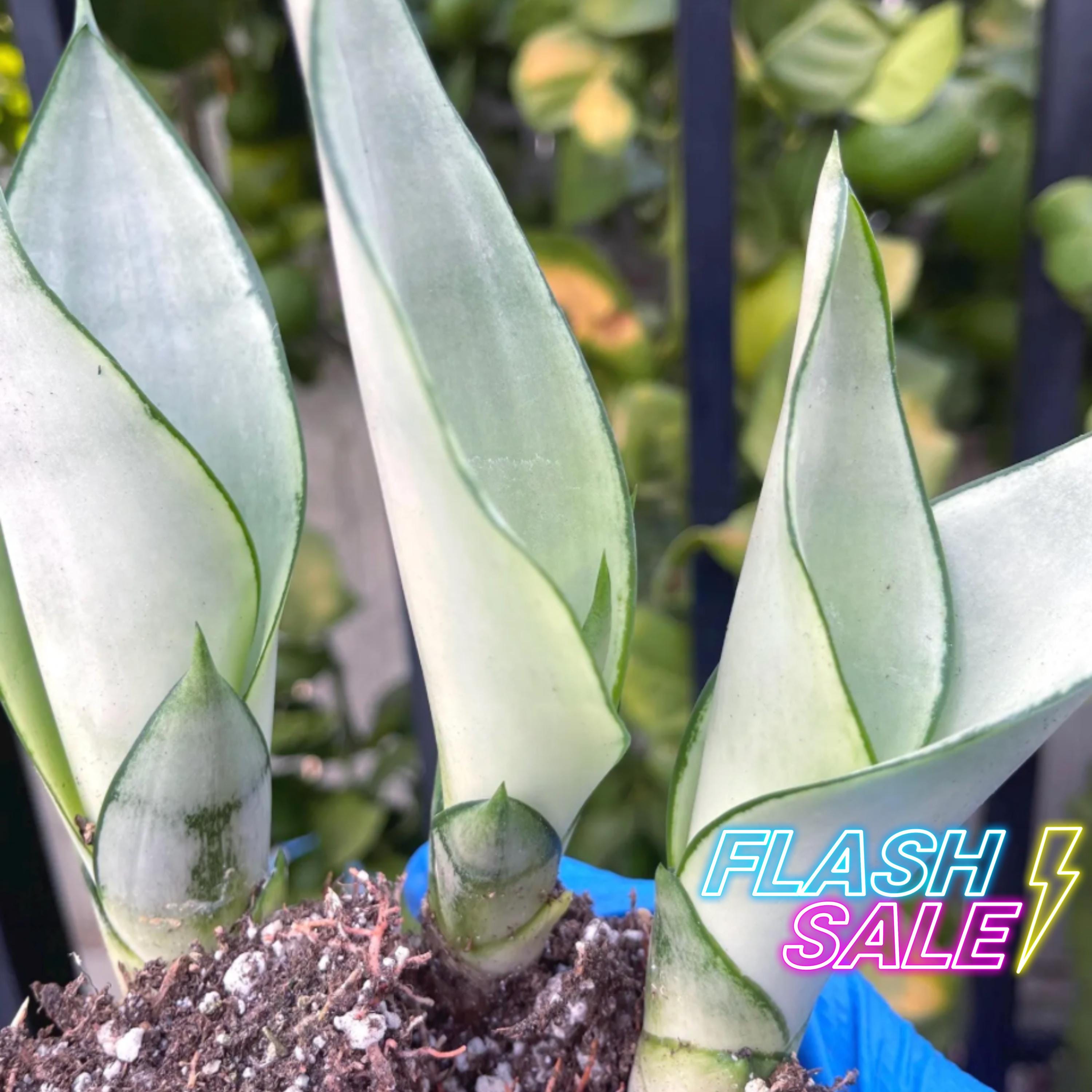 Live Snake Plant (Sansevieria Laurentii) - Mother In Law Tongue Indoor  Houseplant - Air Purifying Low Light Plant Easy Care Plant