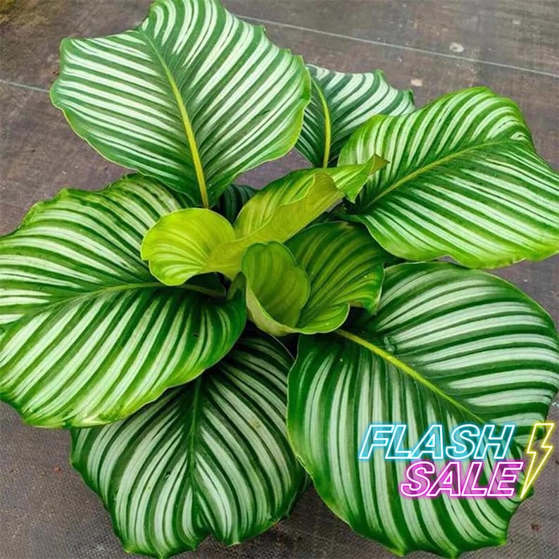PlantCityUS Calathea Orbifolia - Thumbnail 4